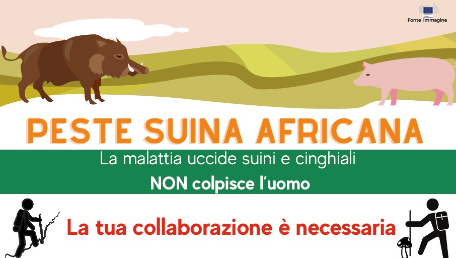 Peste suina africana | Comune di Monte San Pietro